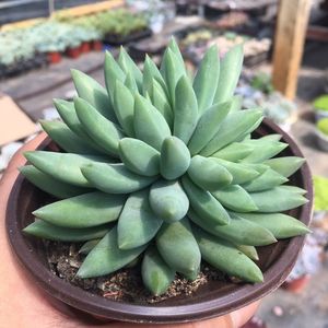 红手指多肉老桩