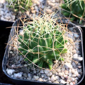 九零后 实生琴丝丸 实生仙人球 乳突属m 稀有爱aw开花美刺品种 包