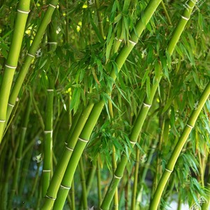 耐寒竹子苗庭院h四季青竹苗紫苗竹篱笆竹苗盆栽花卉地栽植物绿化