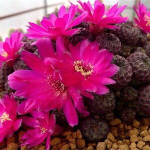 k防辐射稀有开花l多头红丽丸群生人仙人掌科0仙紫球非常容易多肉