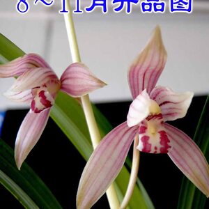 新品建兰g千霞冠芊艺兰花苗带花苞四季兰草花卉观花盆栽植物欧洲