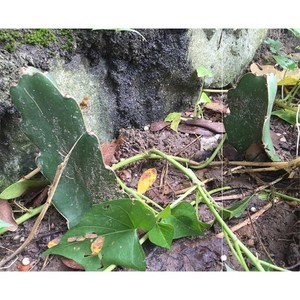 霸王花苗新鲜剑花苗量天尺种苗蟹爪兰嫁接砧木保健蔬菜四季易种苗