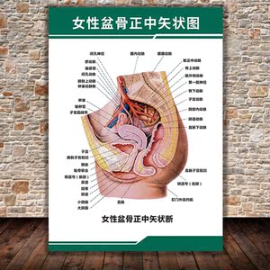 妇科人体结构解剖图女性乳房盆骨正中矢状图断横式图血管挂图墙贴