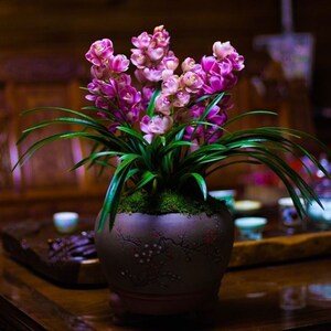 蓝色妖姬花苗兰花【蓝色妖姬】宽叶浓香型盆栽室内v兰花卉绿植观