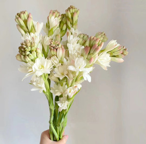 夜来香晚香玉带香味的鲜花速递云南昆明基地直发水养插花瓶顺丰发