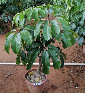 新款客厅大叶伞昆士兰伞木澳洲鸭脚木树一物一拍室内庭院植吸甲醛