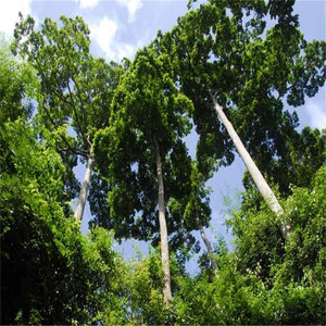 基地直销望天树树苗擎天树速生树木苗珍稀名贵苗木风景绿化景观树