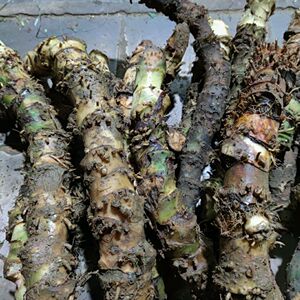 新鲜野生现采老年水刺芋 簕茨菇 山莲藕 刺芋 500克