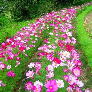 波斯菊花籽庭院野花组合室内阳台花卉格桑花花种籽子四季播种开花