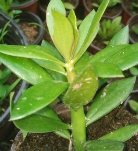 叶仙人掌 木麒麟苗 叶仙苗 嫁接蟹爪兰砧木 带营养袋发货