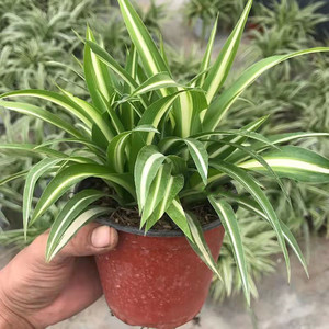 白玉金心吊兰卷叶卷边盆栽植物室内好养活四季客厅吸甲醛绿植花卉