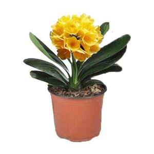 精品君子兰名贵高档多头君子兰群兰君子兰黄技师精品君子兰大苗