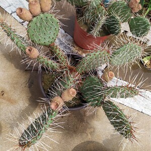 黄花橙花 修罗团扇 老品 抗冻 耐寒 好活易养 墙头仙人掌 耐贫瘠