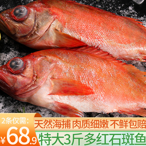 海鱼 新鲜红石斑鱼富贵鱼新鲜大眼鱼深海海鲜水产鲜活红鱼顺丰