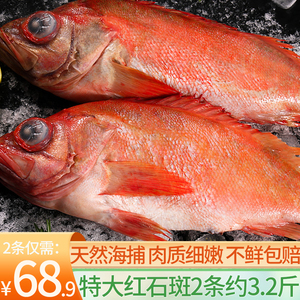海鱼 新鲜红石斑鱼富贵鱼新鲜大眼鱼深海海鲜水产鲜活红鱼顺丰