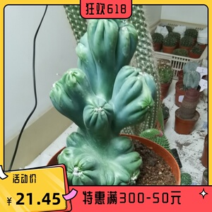 稀紫云山有影防辐射罗汉山影盆栽花卉云太湖绿植仙人掌山影锦