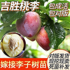 李子苗李子树苗吉胜松祥桃李贡李平顶香李子苗李子嫁接苗南方果树