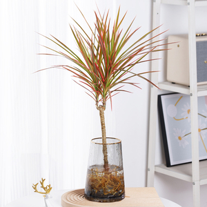 水培植物七彩铁千年木盆栽老桩三色龙血树办公室北欧风绿植马尾铁