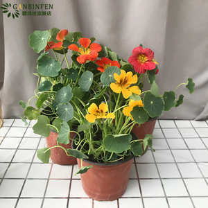 旱荷花旱金莲盆栽苗花卉植物 阳台庭院爬藤垂吊四季开花 带花发货