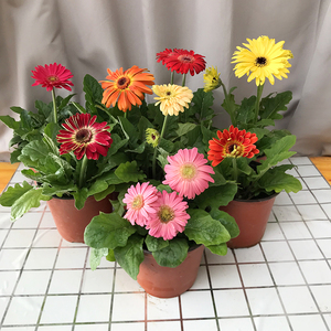 重瓣非洲菊扶郎花盆栽四季植物阳台室内室外盆栽花卉 带花苞发货