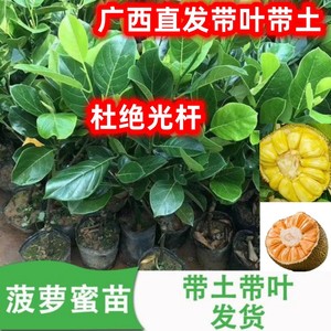 四季菠萝蜜树苗马来西亚菠萝蜜苗南方种植盆栽阳台庭院当年结果