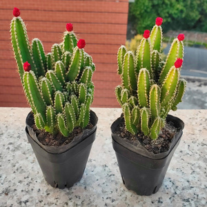 【鸿运当头】万重山多肉植物好运招财仙人掌球室内绿植n花卉盆栽