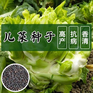 四川儿菜种籽秋季种子特产四季菜种籽娃娃菜抱子芥菜籽蔬菜种孑