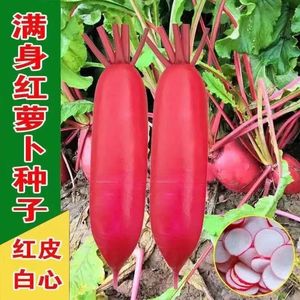 高产水萝卜种子大全新品种红皮白心春秋播蔬菜抗旱耐寒种籽