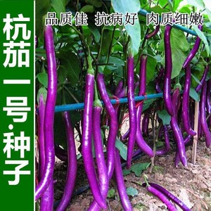 高产杭茄一号茄子种子紫红色长茄子种菜种子四季播种蔬菜阳台盆栽