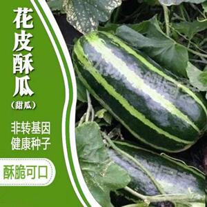 花皮酥菜瓜种籽烧瓜梢瓜烧瓜酥种籽花皮甜瓜种子羊角蜜脆瓜种.