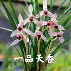 云南兰花 小雪素 大雪素 浓香型花卉盆栽好养基地直发 好养品种