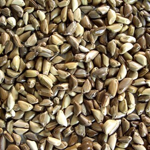 草种子饲料牛猪