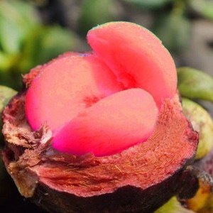 山竹树苗泰国红肉无籽山竹苗嫁接果树苗当年结果南方四季盆栽庭院