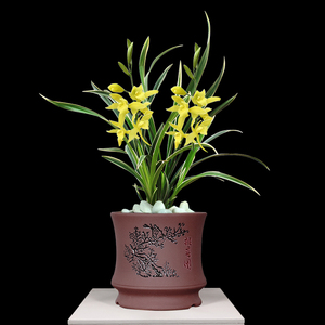 翁源兰花【神童冠】名贵金边矮种兰花苗盆栽建兰四季兰室内好养活