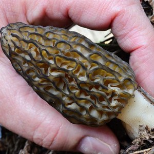 新鲜羊肚菌500g云南农家特产野生菌素食火锅鲜羊肚蘑菇非干货