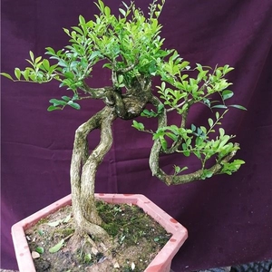 九里香树桩盆景老桩盆栽造型高提根盆景植物室内四季常青小盆景