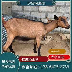 关中红鹿奶山羊产奶量高花色正带羔孕羊奶山羊价格低规格齐全