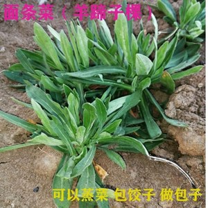 【儿时忆】面条菜新鲜野菜羊蹄子棵柳叶菜蒸菜用食材农家自种