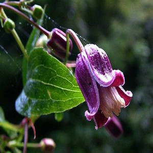 东北褐毛铁线莲种子野生爬藤植物紫铃铛种苗阳台庭院盆栽观赏花卉
