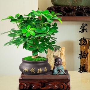 七叶莲鸭掌木盆栽植物老桩鹅掌柴室内好养盆景厚德载物,鸭掌木