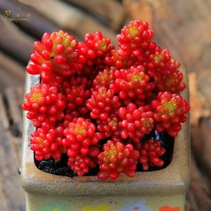 彩色浆果群生多头红色浆果锦多肉植物桌面迷你创意盆栽防辐射绿植