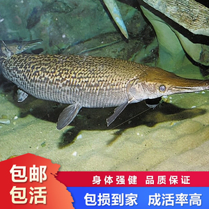 福鳄雀鳝活鱼尖嘴鳄雀鳝苗大型食肉凶猛观赏鱼淡水观赏鱼耐活中型