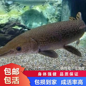 福鳄雀鳝活鱼苗大型尖嘴鳄宠物淡水观赏鱼耐活中型大型凶猛肉食鱼