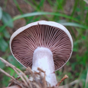 新鲜乌枞菌枞毛松树菌紫花菌贵州深山野外生蘑菇现摘食用小菌子