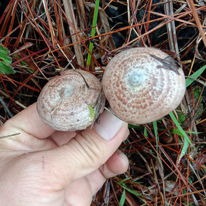 004人付款淘宝顺丰包邮湖南新鲜野生蘑菇乌枞菌菇松树黄寒菌三九菇雁