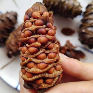 大兴安岭特色松树塔盐水煮松塔松子美食小朋友爱吃