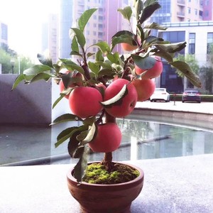 苹果果树盆栽室内阳台