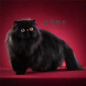 纯种双血统波斯猫纯黑三花虎斑包子脸异国长毛加菲猫赛级猫宠物猫