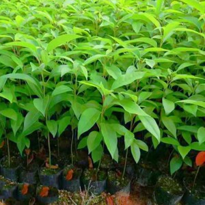 龙脑樟树苗小叶香樟树苗驱蚊虫龙脑香樟树庭院风景树绿化苗常绿耐