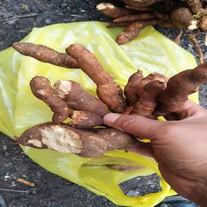 贵州野生雪里开新鲜中药材地雷根拐子药蛇松子单叶铁线莲250g包邮